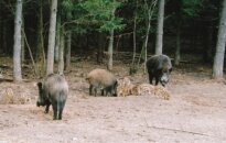 Aplikacja, która ograniczy zabijanie zwierząt na drogach?