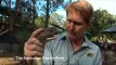 Kobrai reptilijų parke Australijoje buvo išspausti nuodai