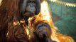 Indonezijos safario parke gimė retas Borneo orangutangas