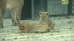 Prancūzijos zoologijos sode balandį gimę liūtukai pirmą kartą pasirodė viešai