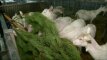 V. Janukovičiaus zoologijos sodo žvėris nuo bado gelbėja spygliuočių šakomis