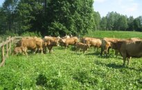 Dvarą paiekė Aubrakų veislės mėsinės karvės. Ilzenbergo dvaro atstovų nuotr.