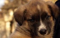 Nuostabūs 1,5 mėn. belgų aviganio mišrūniukai ieško namų!