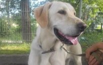 Šeimininkų palikta labradorė Dora ieško namų