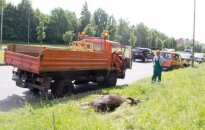 Su briedžiu susidūrusiame automobilyje sužalotas penkiametis