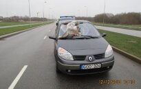Klaipėdoje į automobilį trenkėsi prieš eismą skridusi gulbė
