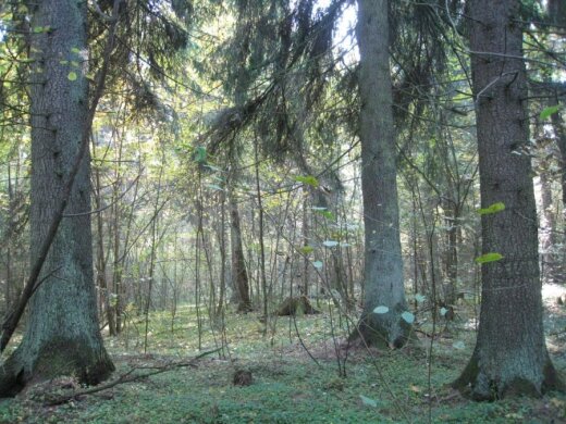 Lietuvos miškai turtingi vertingomis eglėmis