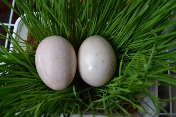<span style="color: #ff0000;">EKSPERIMENTAS:</span> dažėme kiaušinius be chemijos – rezultatas nustebino <sup style="color: #ff0000;">FOTO</sup>