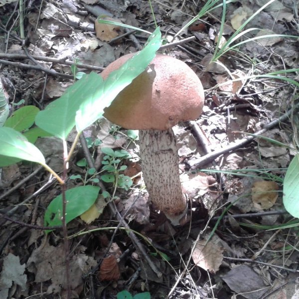http://g4.dcdn.lt/images/pix/lepsis-68645658.jpg