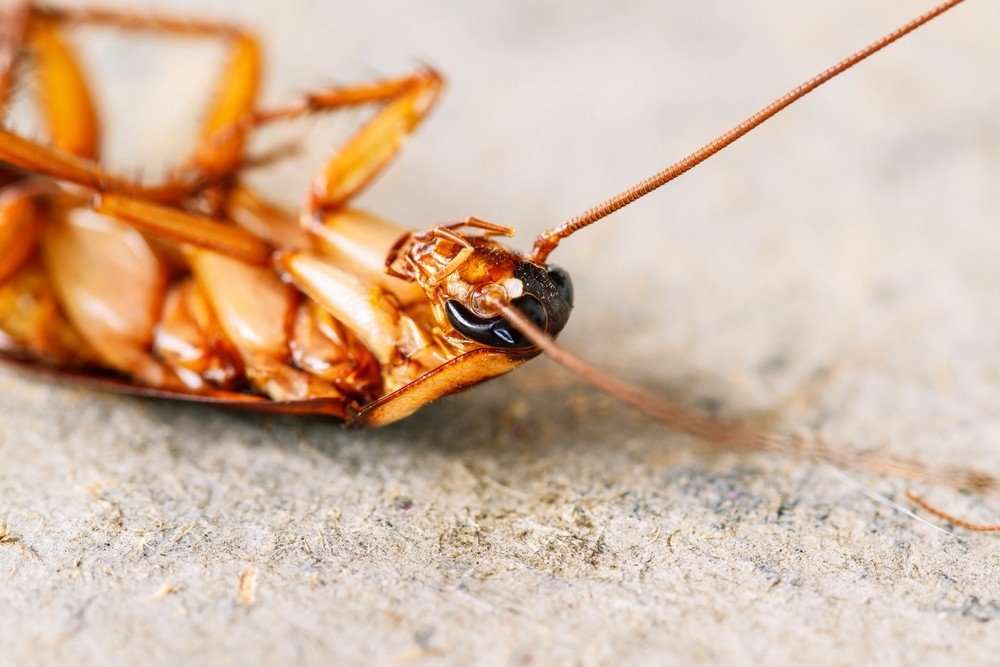 Vilniečio namus užklupo daugeliui pažįstama nemaloni bėda teks