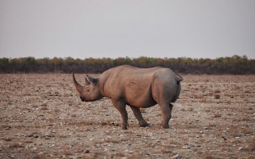 В США продана лицензия на отстрел редкого вида носорогов