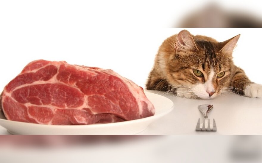 Питание без мяса: как продержаться?