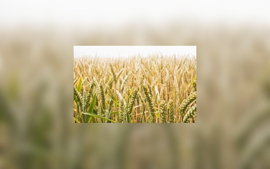 Урожай зерновых в Литве близок рекордному