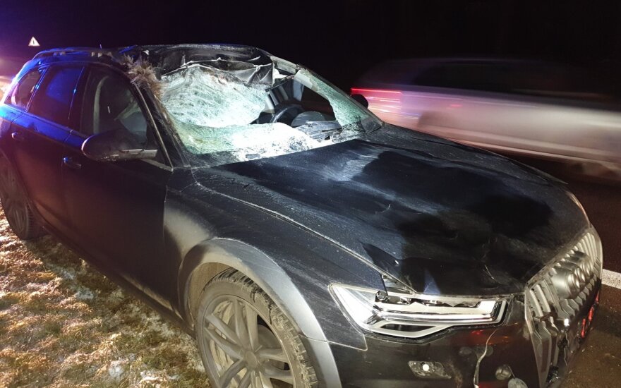 Автомобиль Audi сбил лося: животное увезли охотники, автомобиль серьезно поврежден