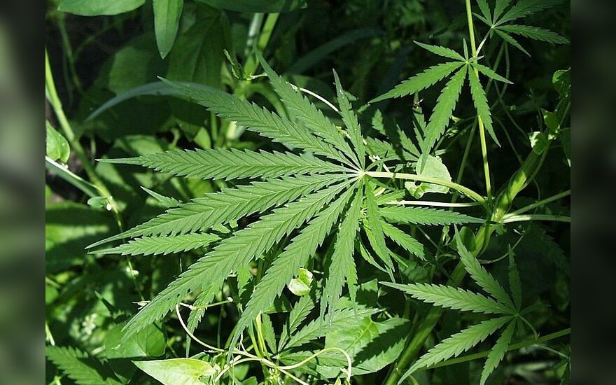 Чехии легализовали марихуану выращивать марихуану на подоконнике