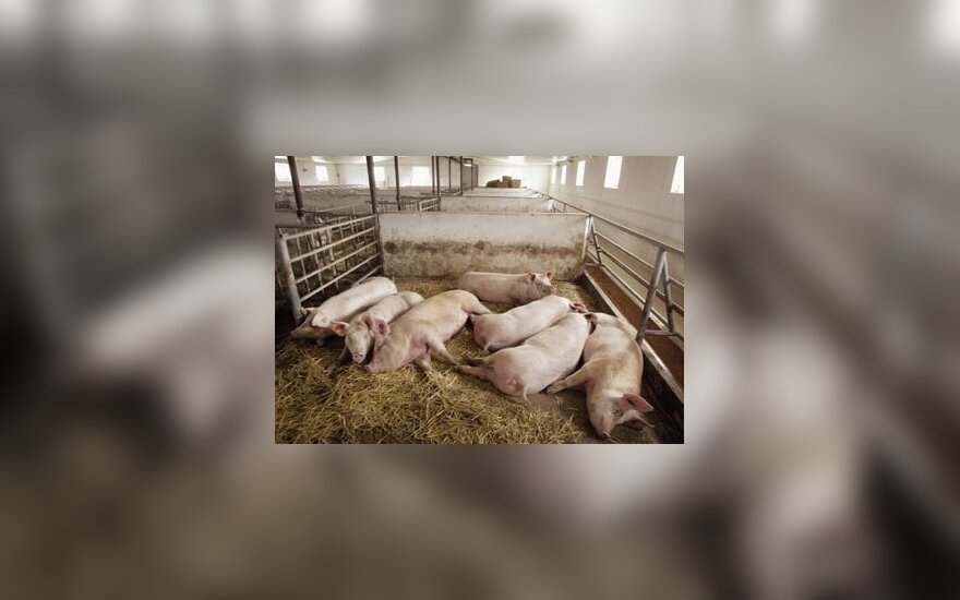 За зарезанных свиней фермерам заплатят 3,4 млн. литов