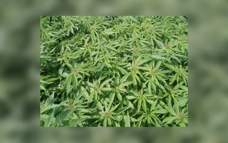 Посевы марихуаны накрутка через тор браузер hudra