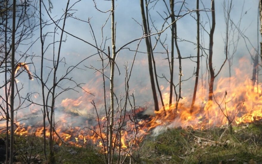 Padegtas miškas - nusikaltimas prieš gamtą