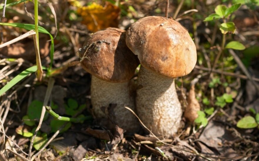 Ученые сделали новое открытие о грибах