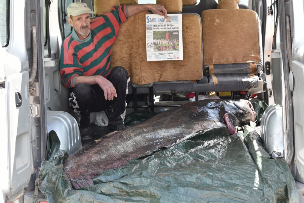 In 2018, Latvians Jānis Ritums and Gunārs Groza caught a record catfish in Daugava near Koknese: 2.45 m long and 100 kg long.