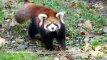 Bruklino zoologijos sode – mažųjų pandų debiutas