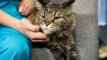 Veterinarė atsakė į kačių šeimininkams svarbiausius klausimus: ką reikia žinoti?
