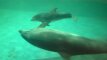Delfinariumas dvidešimtmetį pasitiks įspūdingu reginiu