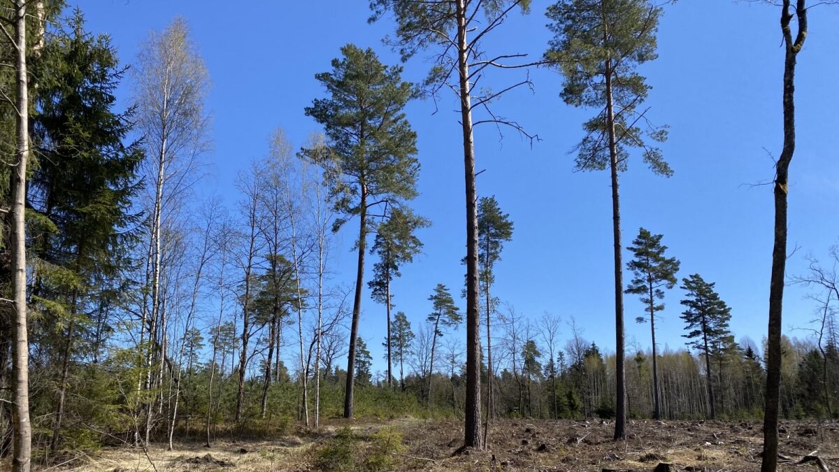 Kovos arena virtęs miškų susitarimas: esminiai klausimai – neišspręsti