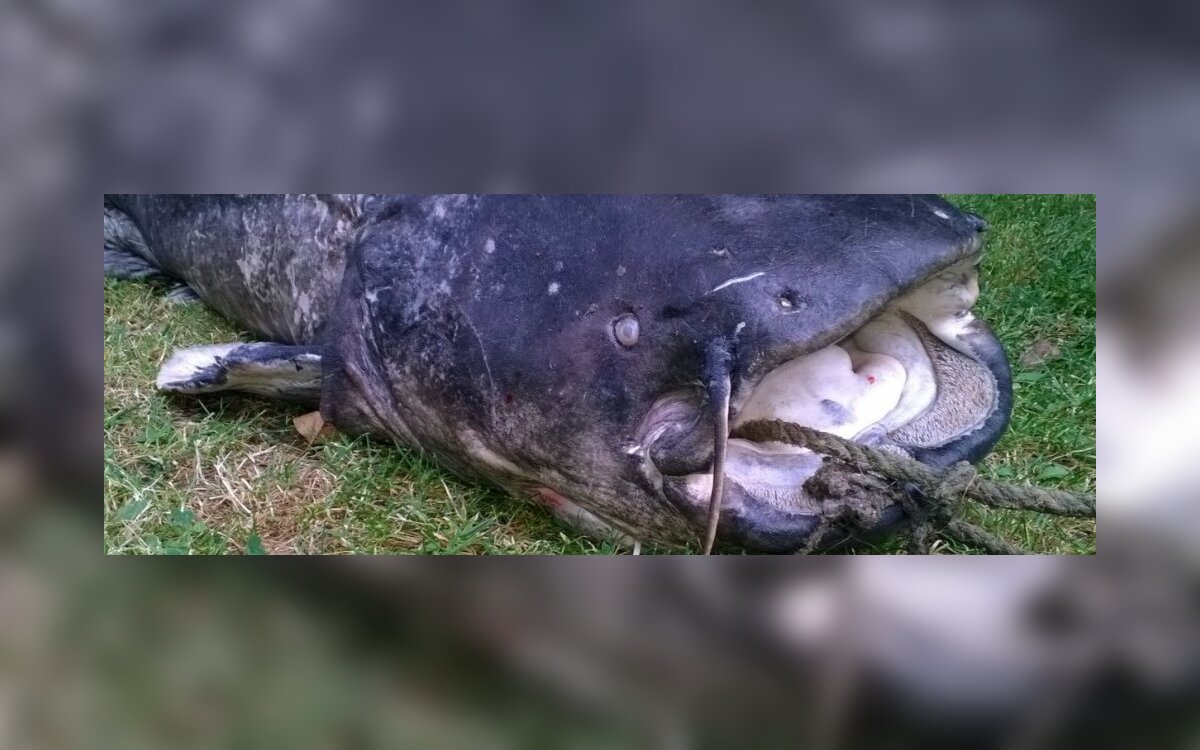 Didziausios Lietuvos Zuvys Sunku Patikėti Kad Tokių Isvis Buna Grynas Lt