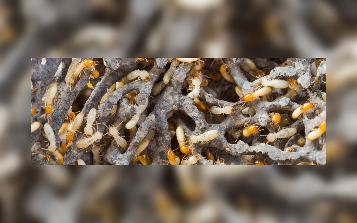 termitai prekybos sistemoje
