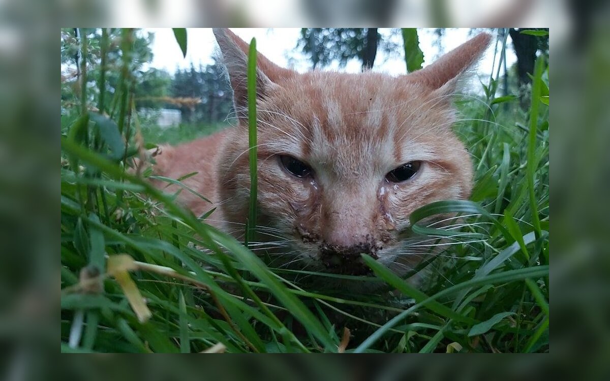 Patarimai Kates Auginantiems Darzininkams Kaip Apsaugoti Daigus Delfi Agro