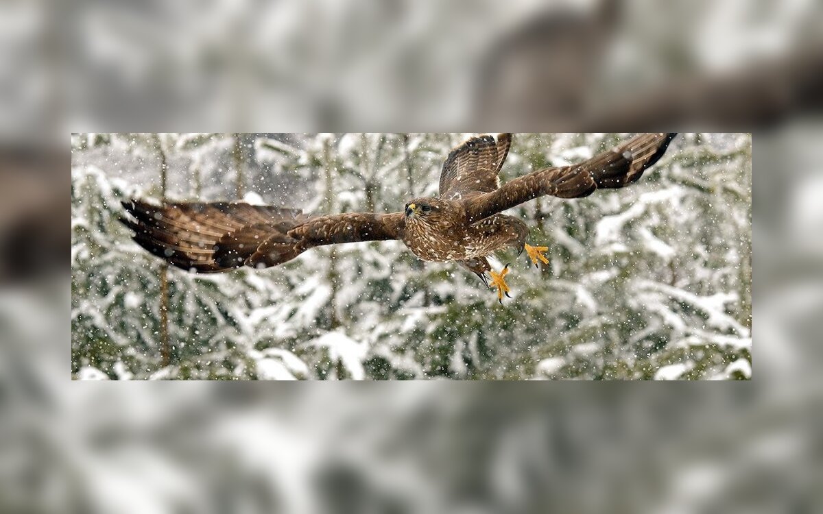 Geriausia Lietuvos Gamtos Fotografija Suopis Pries Ziemos Puga Grynas Lt