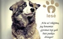 Ant „Lesės“ gimtadienio torto – jau šešios žvakutės!