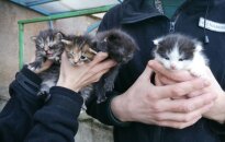 Skambina pavojaus varpais: po daugiabučių balkonais masiškai gimsta naujos kačiukų vados