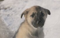 Skubiai dovanojamos dvi kalytės - šviesioji ir tamsioji