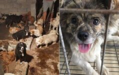   Chinese dog festival: activists saved 135 dead dogs 