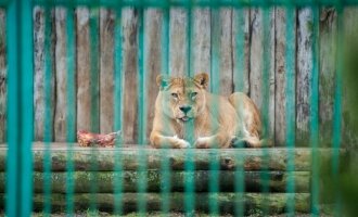 Zoologijos sodo kasdienybė – vieni mėgaujasi saulės voniomis, kiti leipsta iš karščio