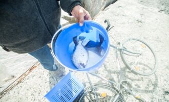 Nori meškerioti Klaipėdoje – rizikuoji gyvybe