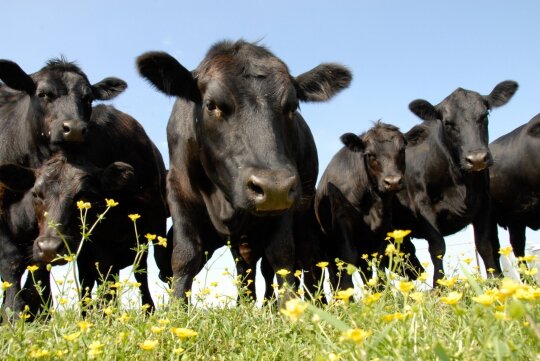 Black angus galvijai