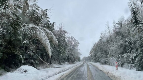 This was not the case for a long time: snow fell in Lithuania, the trees broke down again