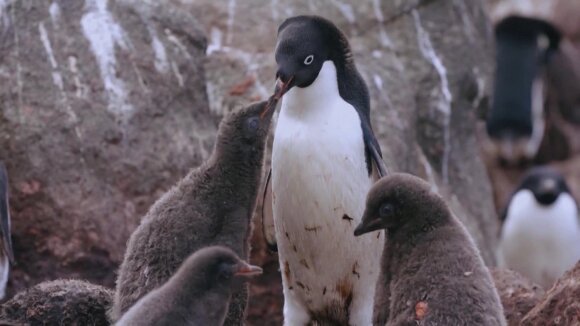 Reiškiniai Antarktidoje nustebino mokslininkus: ištyrę pingvinų populiaciją pateikė netikėtą išvadą – čia vyksta unikalūs procesai