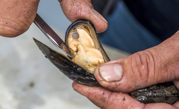 The heat wave in Canada has killed billions of sea creatures.