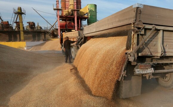 Russian farmers harvest wheat