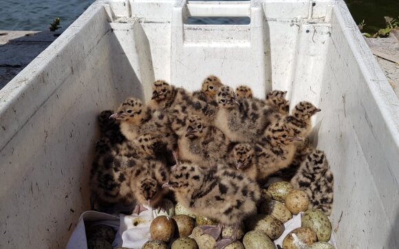 Birds moved in Klaipeda