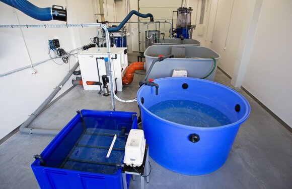 Krevečių akvakultūros sistemos dalis