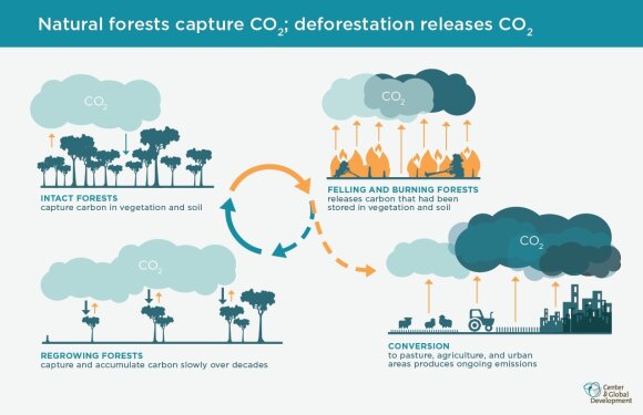Natūralūs miškai sugeria CO2; miškų naikinimas paleidžia CO2