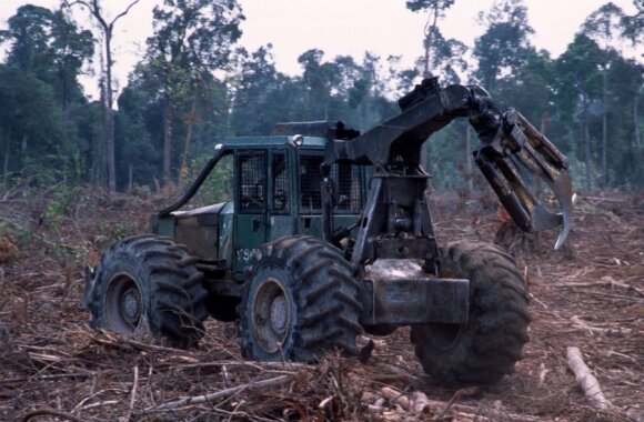 Dėl palmių aliejaus plantacijų kertami miškai Indonezijoje