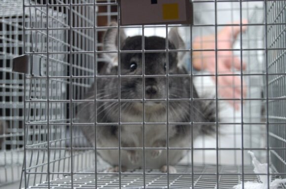 Iš pirmo žvilgsnio ramūs ir putlūs gyvūnėliai gali stipriai įkasti ir pešasi iki vienas jų krenta negyvas