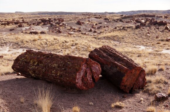 Stony trees in Arizona.