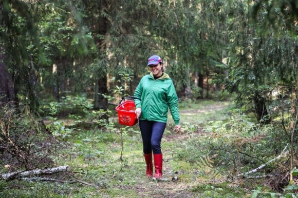 Young mushrooms are declining in the forests.